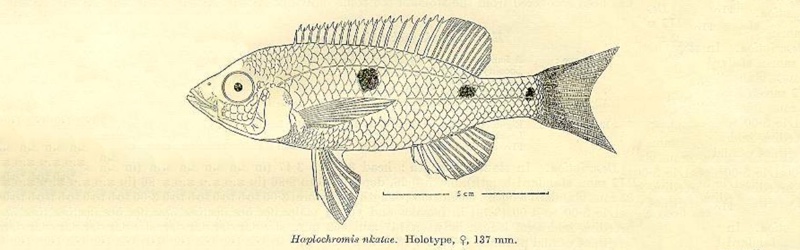 Copadichromis nkatae